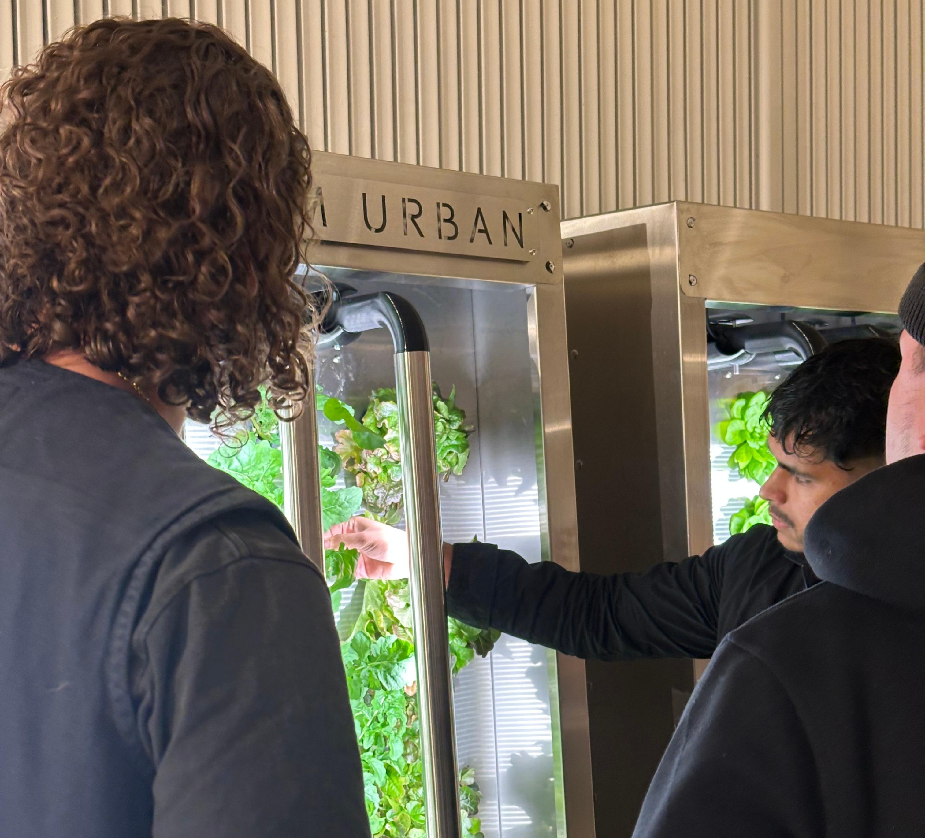 Men looking at edible wall 